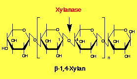 xylanase