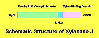 xynJ